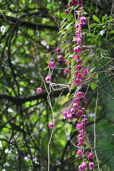 Rhodochiton atrosanguineus, photographed by Neptalí Ramírez Marcial