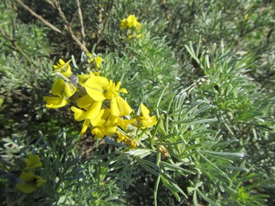Calobota angustifolia, photographed by douglaseustonbrown