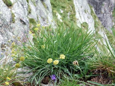Bupleurum stellatum, photographed by Wolfgang Jauch