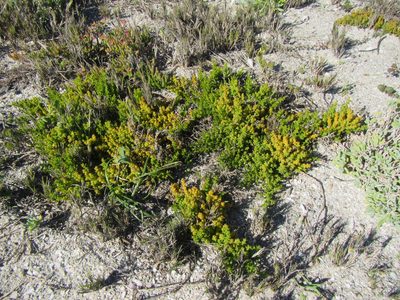 Thesium spinosum, photographed by douglaseustonbrown