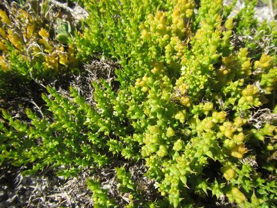 Thesium spinosum, photographed by douglaseustonbrown