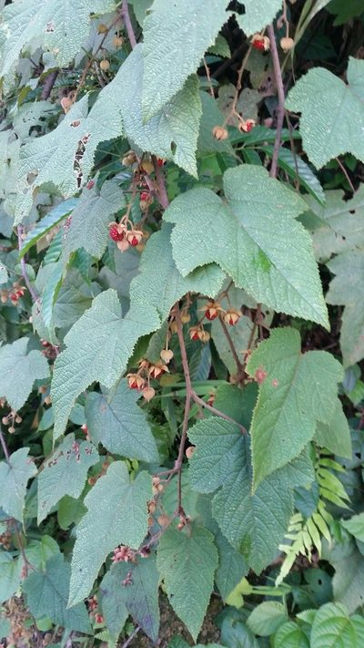 Rubus rugosus, photographed by Eugene Popov
