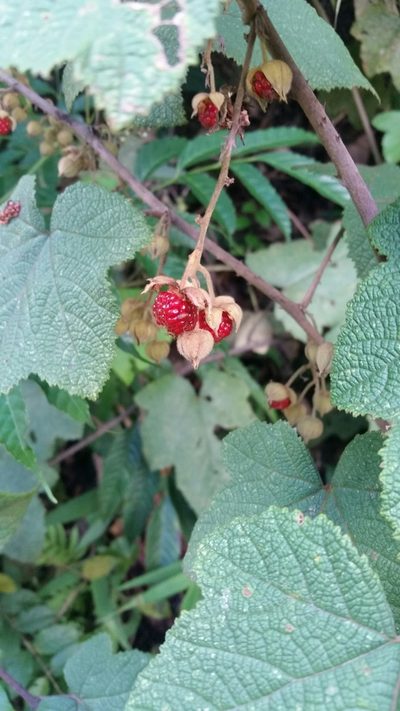 Rubus rugosus, photographed by Eugene Popov