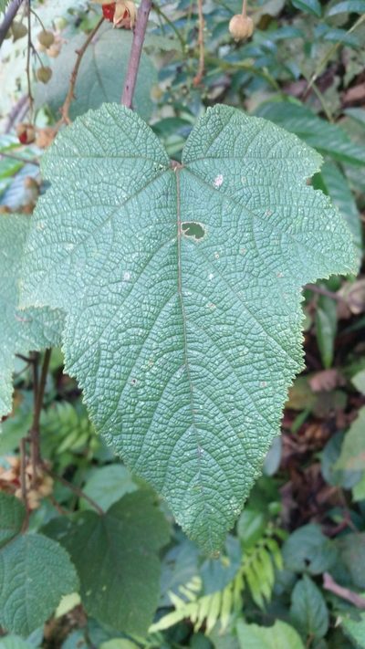 Rubus rugosus, photographed by Eugene Popov