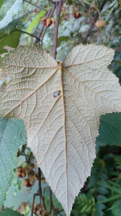 Rubus rugosus, photographed by Eugene Popov