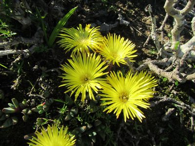 Cheiridopsis rostrata, photographed by douglaseustonbrown