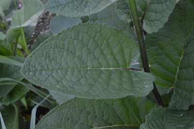 Verbascum antilibanoticum, photographed by Irene Saltini