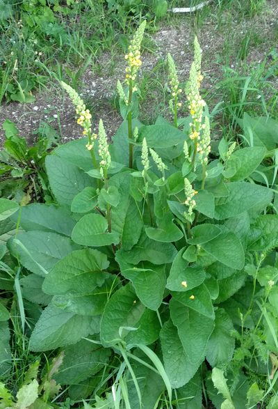 Verbascum antilibanoticum, photographed by Irene Saltini