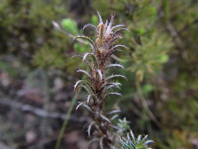Stoebe glandulosa, photographed by douglaseustonbrown