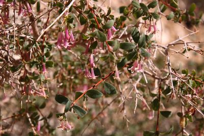 Symphoricarpos longiflorus, photographed by katherinef2