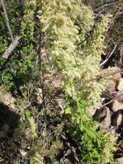 Iresine heterophylla, photographed by Eric Knight