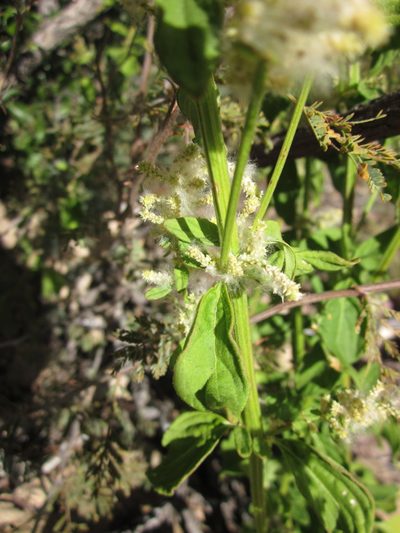Iresine heterophylla, photographed by Eric Knight