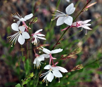 Oenothera podocarpa, photographed by Patty Mitchum