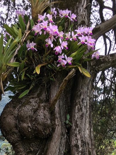 Cattleya trianae, photographed by Skjold Søndergaard