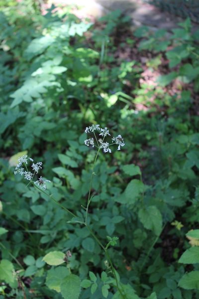 Heracleum chorodanum, photographed by Dmitriy Bochkov