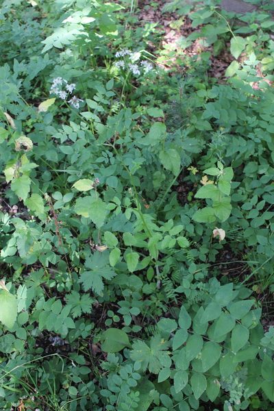 Heracleum chorodanum, photographed by Dmitriy Bochkov