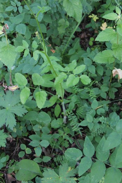 Heracleum chorodanum, photographed by Dmitriy Bochkov