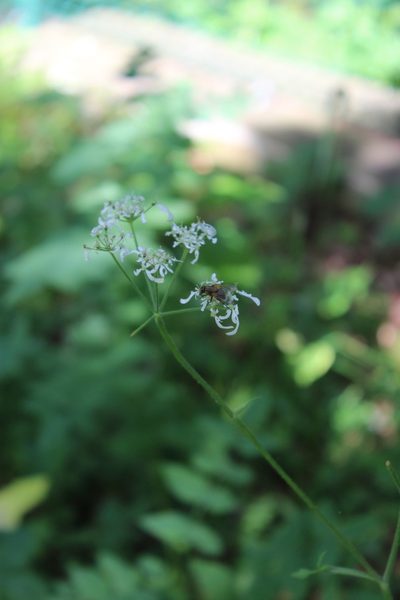 Heracleum chorodanum, photographed by Dmitriy Bochkov