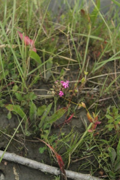 Atocion compactum, photographed by Dmitriy Bochkov