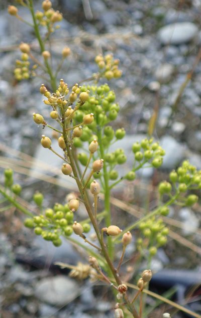 Rorippa barbareifolia, photographed by Connie Taylor