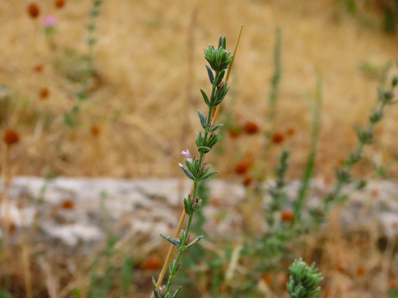 Micromeria juliana, photographed by Emanuele Santarelli