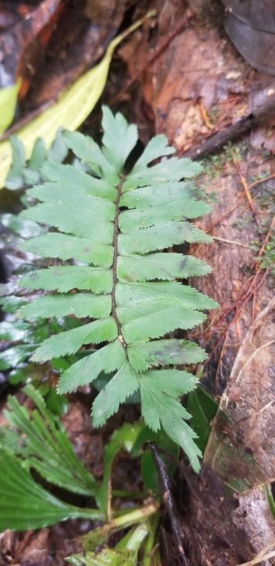 Adiantum obliquum, photographed by Monica Ventrice