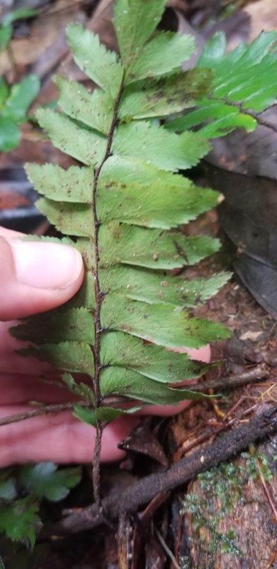 Adiantum obliquum, photographed by Monica Ventrice