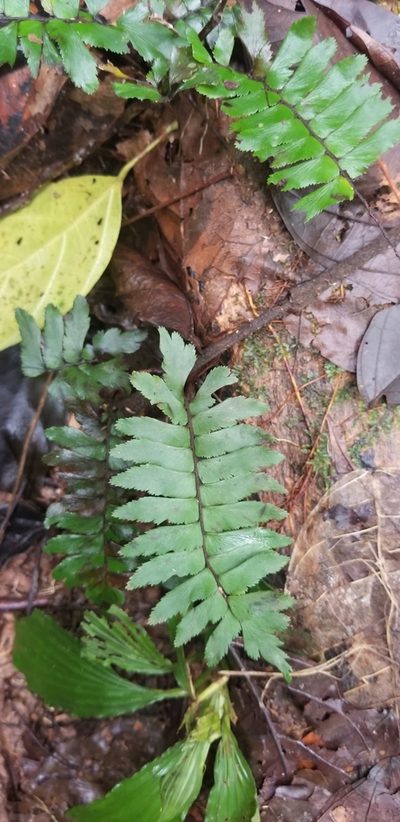 Adiantum obliquum, photographed by Monica Ventrice