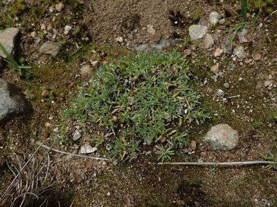 Gnaphalium supinum, photographed by Daniel Cahen