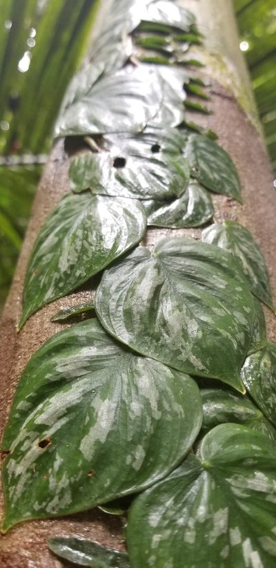 Philodendron brandtianum, photographed by Monica Ventrice
