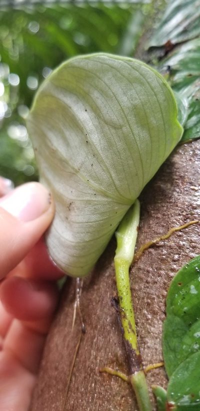 Philodendron brandtianum, photographed by Monica Ventrice