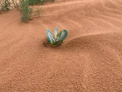 Asclepias welshii, photographed by Brad Grimm