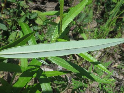 Salix udensis, photographed by Repina Tatyana
