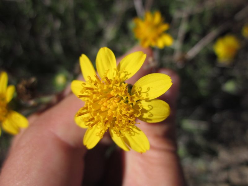 Jefea brevifolia, photographed by Eric Knight