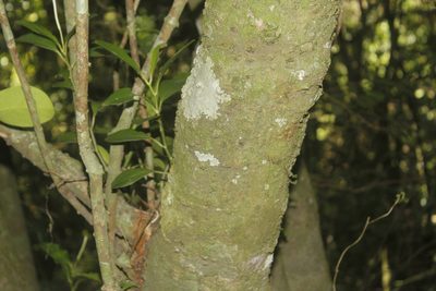 Clusia guatemalensis, photographed by Juan Cruzado Cortés
