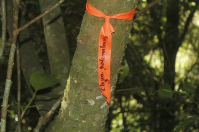 Clusia guatemalensis, photographed by Juan Cruzado Cortés