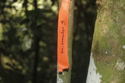 Wimmeria concolor, photographed by Juan Cruzado Cortés