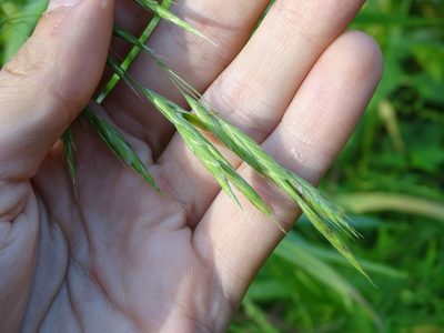 Bromus latiglumis, photographed by Reuven Martin