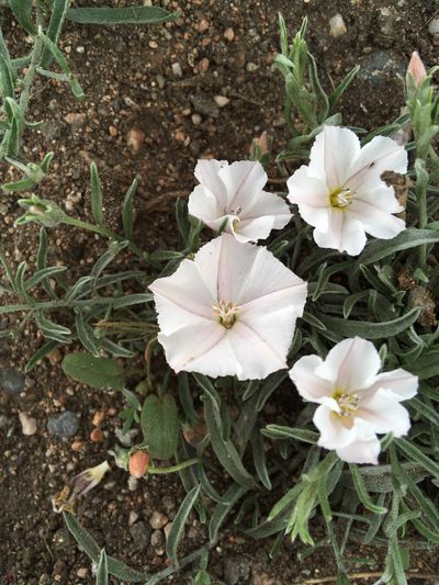 Convolvulus ammannii, photographed by Rose Zappa