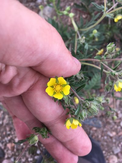 Potentilla conferta, photographed by Rose Zappa
