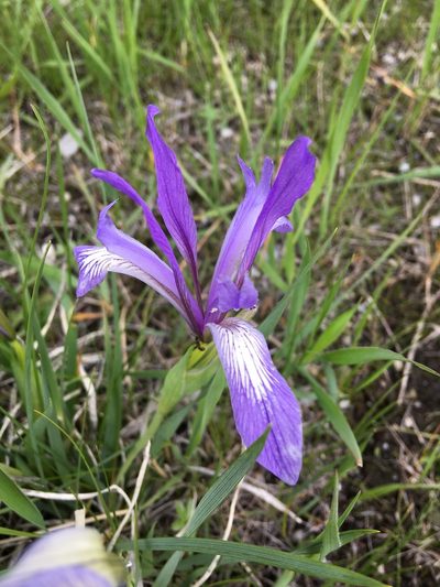 Iris lactea, photographed by Rose Zappa