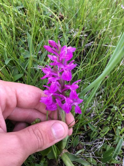 Dactylorhiza salina, photographed by Rose Zappa