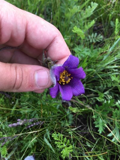 Pulsatilla ambigua, photographed by Rose Zappa