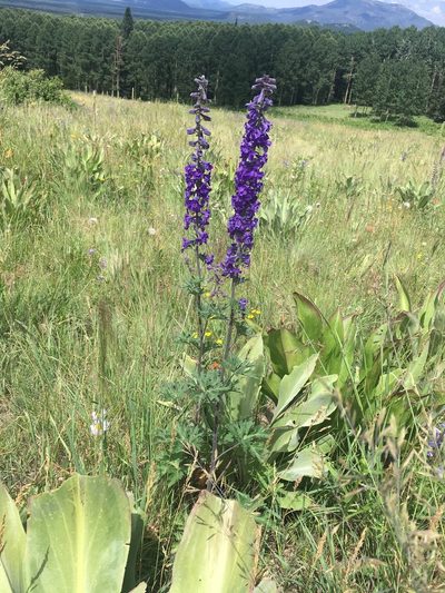 Delphinium geraniifolium, photographed by weaver