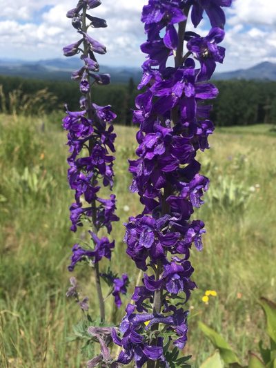 Delphinium geraniifolium, photographed by weaver