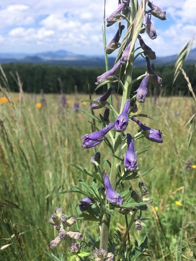 Delphinium geraniifolium, photographed by weaver