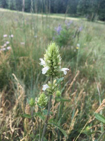 Agastache pallidiflora, photographed by weaver