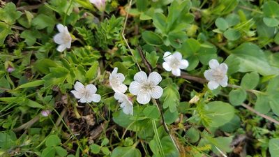 Phacelia platycarpa, photographed by Alan Rockefeller