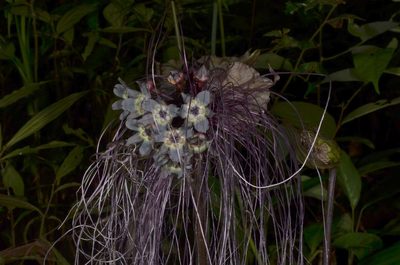 Tacca chantrieri, photographed by Eugene Popov