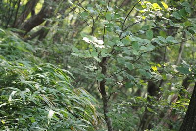Micromeles japonica, photographed by harum.koh